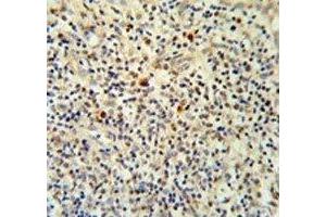 FLI1 antibody IHC analysis in formalin fixed and paraffin embedded human tonsil tissue. (FLI1 抗体  (AA 52-80))