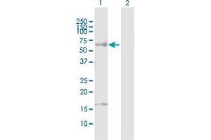 Western Blot analysis of HNF4A expression in transfected 293T cell line by HNF4A MaxPab polyclonal antibody. (HNF4A 抗体  (AA 1-464))