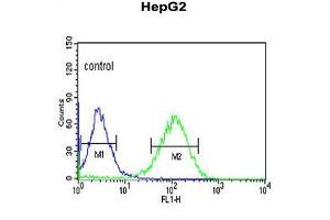 ZNF202 Antibody (Center) flow cytometric analysis of HepG2 cells (right histogram) compared to a negative control cell (left histogram). (ZNF202 抗体  (Middle Region))