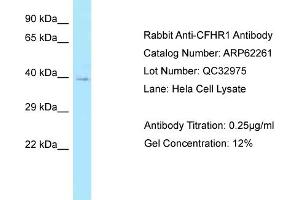 Western Blotting (WB) image for anti-Complement Factor H-Related 1 (CFHR1) (N-Term) antibody (ABIN2774339) (CFHR1 抗体  (N-Term))