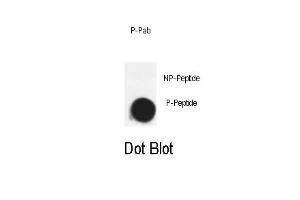 Dot blot analysis of Phospho-Cdk7- Pab (ABIN389541 and ABIN2850443) on nitrocellulose membrane. (CDK7 抗体  (pThr170))