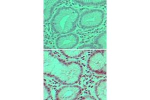 Image no. 1 for anti-Ubiquitin Specific Peptidase 7 (Herpes Virus-Associated) (USP7) (AA 30-80) antibody (ABIN960400) (USP7 抗体  (AA 30-80))