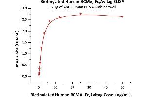 ELISA image for Tumor Necrosis Factor Receptor Superfamily, Member 17 (TNFRSF17) (AA 1-54) (Active) protein (Fc Tag,AVI tag,Biotin) (ABIN3137676)