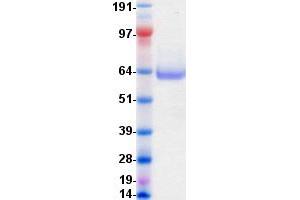 Validation with Western Blot