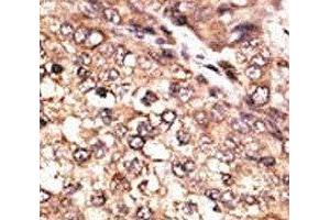 Immunohistochemistry (IHC) image for anti-Bone Morphogenetic Protein 7 (BMP7) (AA 15-44) antibody (ABIN3030181)
