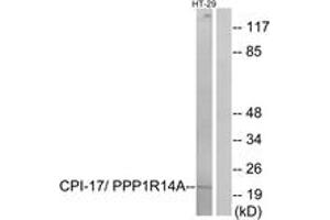 Western blot analysis of extracts from HT-29 cells, using CPI17 alpha (Ab-38) Antibody. (CPI-17 抗体  (AA 5-54))