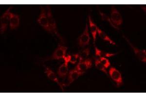 ABIN6274610 staining RAW264. (Cell Adhesion Molecule 4 抗体  (C-Term))