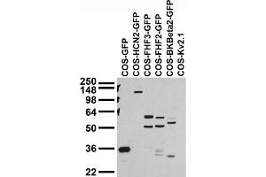 Transfected cell immunoblot extracts of COS cells transfected with GFP, GFP-tagged HCN2, FGF11/FHF3 FGF13/FHF2 and BKBeta2, or untagged Kv2. (GFP 抗体  (AA 1-238))