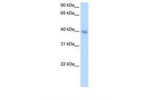 Image no. 2 for anti-Distal-Less Homeobox 5 (DLX5) (AA 120-169) antibody (ABIN6737699) (DLX5 抗体  (AA 120-169))