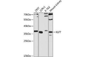 Western blot analysis of extracts of various cell lines, using KLF7 antibody (ABIN6130893, ABIN6142925, ABIN6142926 and ABIN6224822) at 1:3000 dilution. (KLF7 抗体  (AA 51-230))