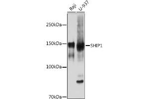 Western blot analysis of extracts of various cell lines, using SHIP11 Rabbit mAb (ABIN7267882) at 1:1000 dilution. (INPP5D 抗体)