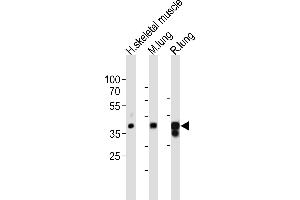Western blot analysis of lysates from human skeletal muscle, mouse lung, rat lung tissue lysate (from left to right), using LMCD1 Antibody (C-term) (ABIN6243246 and ABIN6577875). (LMCD1 抗体  (C-Term))