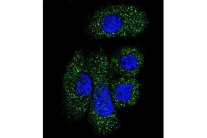 Confocal immunofluorescent analysis of SERPING1 Antibody (Center) (ABIN390620 and ABIN2840928) with NCI- cell followed by Alexa Fluor 488-conjugated goat anti-rabbit lgG (green). (SERPING1 抗体  (AA 285-314))