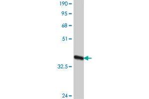 Western Blotting (WB) image for anti-Sortilin-Related Receptor, L(DLR Class) A Repeats Containing (SORL1) (AA 82-181) antibody (ABIN562953)