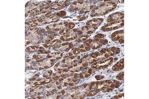 Immunohistochemical staining of human stomach with APOOL polyclonal antibody ( Cat # PAB27989 ) shows strong cytoplasmic positivity in glandular cells at 1:500 - 1:1000 dilution. (APOOL 抗体)