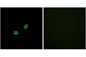 Immunofluorescence analysis of HuvEc cells, using OR1L6 Antibody. (OR1L6 抗体  (AA 111-160))