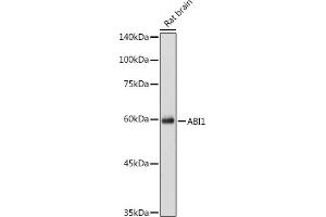Western blot analysis of extracts of Rat brain cells, using  antibody (ABIN7265359) at 1:1000 dilution. (ABI1 抗体  (AA 180-230))