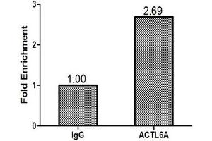 Chromatin Immunoprecipitation MCF-7 (1. (BAF53A 抗体  (AA 1-280))