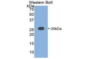 Western Blotting (WB) image for anti-Adenylate Cyclase 6 (ADCY6) (AA 246-435) antibody (ABIN1857912) (ADCY6 抗体  (AA 246-435))