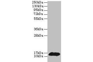 Western blot All lanes: PHPT1 antibody at 2 μg/mL + MCF-7 whole cell lysate Secondary Goat polyclonal to rabbit IgG at 1/10000 dilution Predicted band size: 14 kDa Observed band size: 14 kDa (PHPT1 抗体  (AA 1-125))