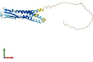 AlphaFold protein structure predicition of Human Recombinant SYNPR Protein, UniprotID Q8TBG9
