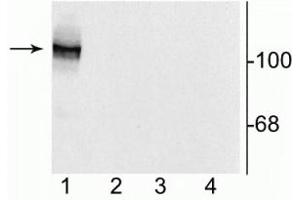 Western blot of 10 µg of HEK 293 cells showing specific immunolabeling of the ~120 kDa NR1 subunit of the NMDA receptor containing the N1 splice variant insert (lane 1). (GRIN1/NMDAR1 抗体)