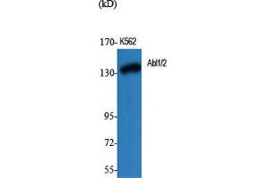 Western Blot (WB) analysis of specific cells using Abl1/2 Polyclonal Antibody.