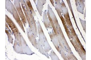 IHC testing of FFPE rat skeletal muscle tissue with GJC1 antibody at 1ug/ml.