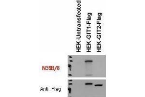 Immunoblot versus lysates of HEK293T cells untransfected and transfected with Flag-tagged GIT1 and GIT2 plasmids and probed with N39B/8 (top) and anti-Flag (bottom) antibodies. (GIT1 抗体  (C-Term))