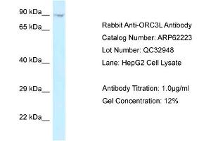 Western Blotting (WB) image for anti-Origin Recognition Complex, Subunit 3 (ORC3) (C-Term) antibody (ABIN2789071)