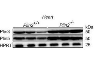 Elevated Plin3 and Plin5 protein expression in Plin2−/− hearts. (PLIN5 抗体  (C-Term))
