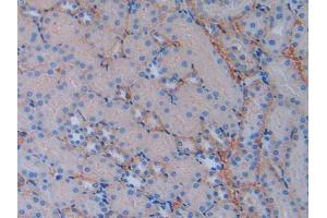 IHC-P analysis of Mouse Kidney Tissue, with DAB staining. (CD147 抗体  (AA 87-323))