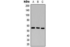 Western blot analysis of CD25 expression in THP1 (A), H9C2 (B), Raw264. (CD25 抗体  (Center))