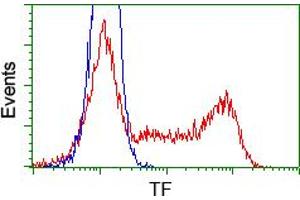 HEK293T cells transfected with either pCMV6-ENTRY TF (RC209184) (Red) or empty vector control plasmid (Blue) were immunostained with anti-TF mouse monoclonal (ABIN2453722), and then analyzed by flow cytometry. (Transferrin 抗体)