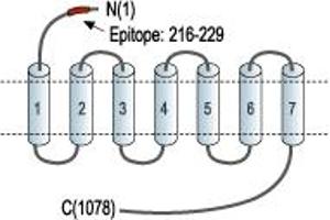 Representative domain view of the target of ABIN7884839.