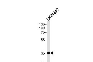 NKX1-1 Antibody (Center) (ABIN655858 and ABIN2845265) western blot analysis in SK-N-MC cell line lysates (35 μg/lane). (NKX1-1 抗体  (AA 230-258))