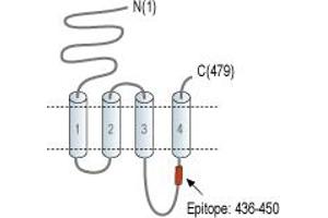 anti-Cholinergic Receptor, Nicotinic, alpha 9 (Neuronal) (CHRNA9) (2nd Cytoplasmic Loop), (AA 436-450) antibody