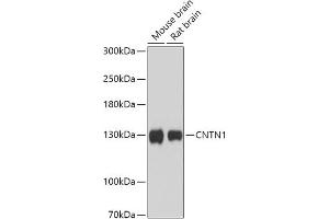 Western blot analysis of extracts of various cell lines, using CNTN1 antibody (ABIN7266492) at 1:1000 dilution. (Contactin 1 抗体  (AA 250-350))