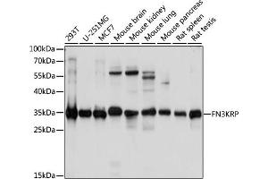 Western blot analysis of extracts of various cell lines, using FN3KRP antibody (ABIN7267268) at 1:1000 dilution. (FN3KRP 抗体  (AA 1-309))