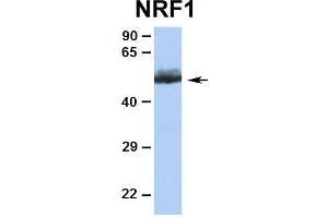 Human Hela There is BioGPS gene expression data showing that NRF1 is expressed in HeLa