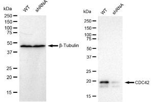 Western blotting analysis using CDC42 antibody (ABIN7798014). (Recombinant CDC42 抗体)