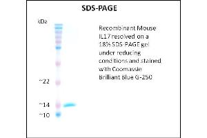 SDS-PAGE (SDS) image for Interleukin 17 (IL17) (Active) protein (ABIN5509454)