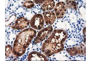 Image no. 5 for anti-Aminoacylase 3 (ACY3) antibody (ABIN1496463) (Aminoacylase 3 抗体)