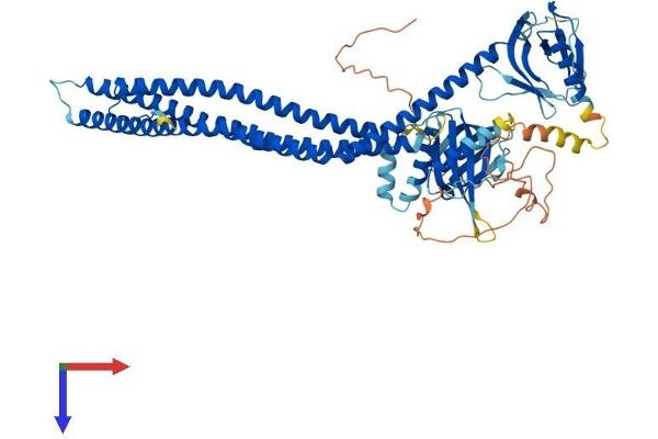 APPL2 Protein (AA 1-662) (His tag)