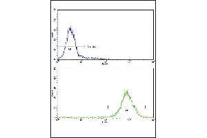 Flow cytometric analysis of K562 cells using MDH2 Antibody (Center)(bottom histogram) compared to a negative control cell (top histogram)FITC-conjugated goat-anti-rabbit secondary antibodies were used for the analysis. (MDH2 抗体  (AA 86-115))