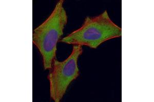 Immunofluorescence (IF) image for anti-Solute Carrier Family 7 (Cationic Amino Acid Transporter, Y+ System), Member 5 (SLC7A5) (AA 15-45) antibody (ABIN6243100)