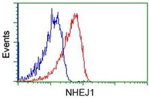 Image no. 2 for anti-Nonhomologous End-Joining Factor 1 (NHEJ1) antibody (ABIN1499730) (NHEJ1 抗体)