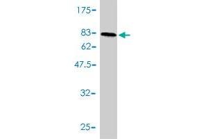 Western Blotting (WB) image for anti-GA Binding Protein Transcription Factor, alpha Subunit 60kDa (GABPA) (AA 1-454) antibody (ABIN560978)
