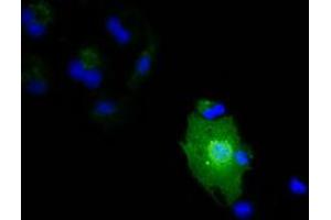 Anti-IL1F6 mouse monoclonal antibody (ABIN2453185) immunofluorescent staining of COS7 cells transiently transfected by pCMV6-ENTRY IL1F6 (RC219328). (IL36A/IL1F6 抗体)