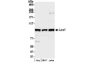 Western Blotting (WB) image for anti-Leo1, Paf1/RNA Polymerase II Complex Component, Homolog (S. Cerevisiae) (LEO1) (AA 550-600) antibody (ABIN7453950)
